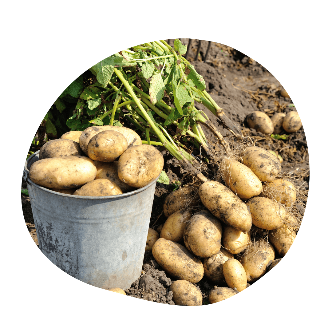 Potato harvest